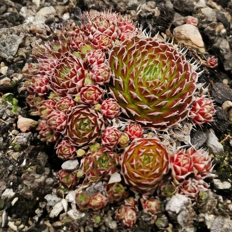 Zdjęcie rośliny: Rojnikowiec / Orostachys Strawberry Spring