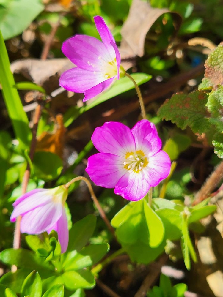 Zdjęcie rośliny: Szczawik zajęczy różowy / Oxalis acetosella rosea