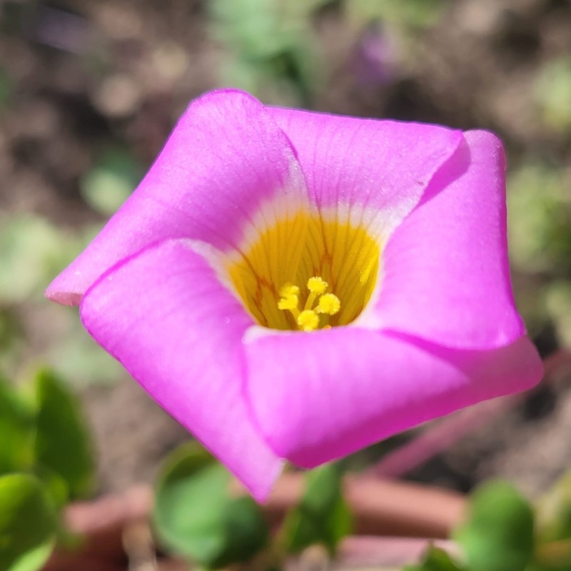 Zdjęcie rośliny: Szczawik / Oxalis depressa