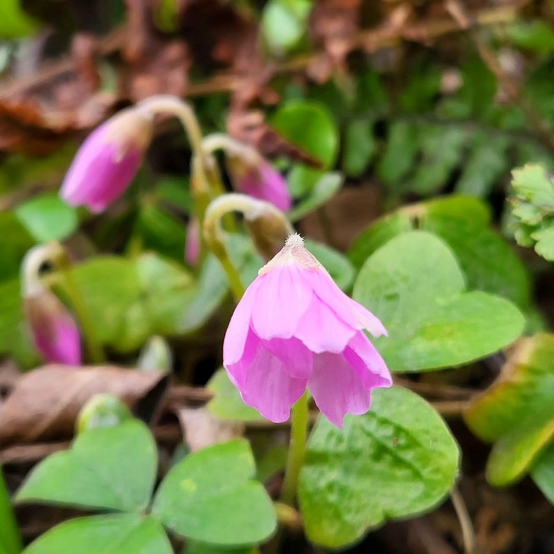 Zdjęcie rośliny: Szczawik Griffitha różowy półpełny / Oxalis griffithii Rosea Double