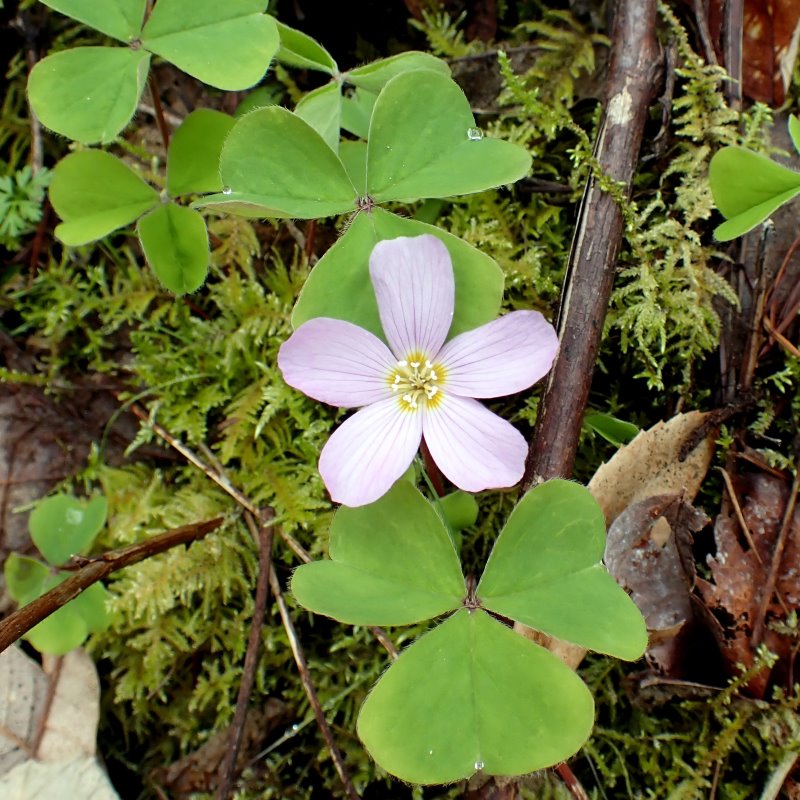 Zdjęcie rośliny: Szczawik oregoński / Oxalis oregana Mount Stewart