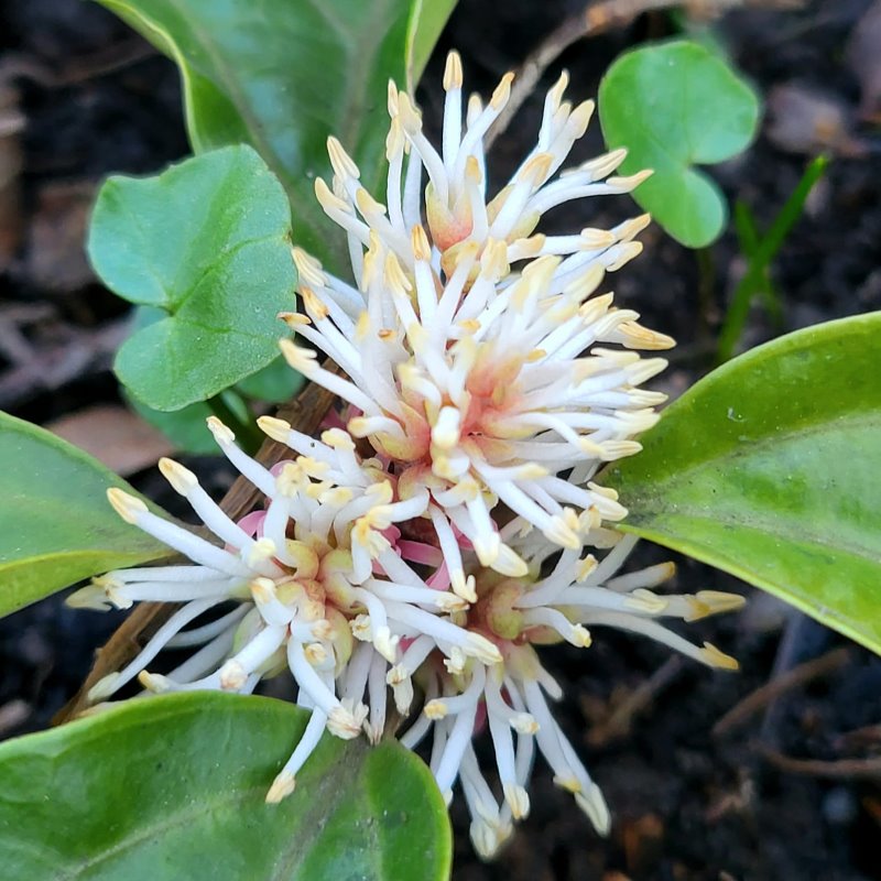 Zdjęcie rośliny: Runianka / Pachysandra axillaris