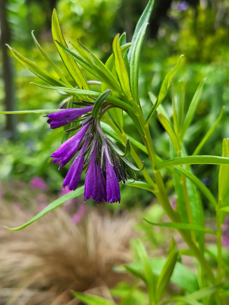 Zdjęcie rośliny: Moltkia Dorflera / Paramoltkia (Moltkia) doerfleri