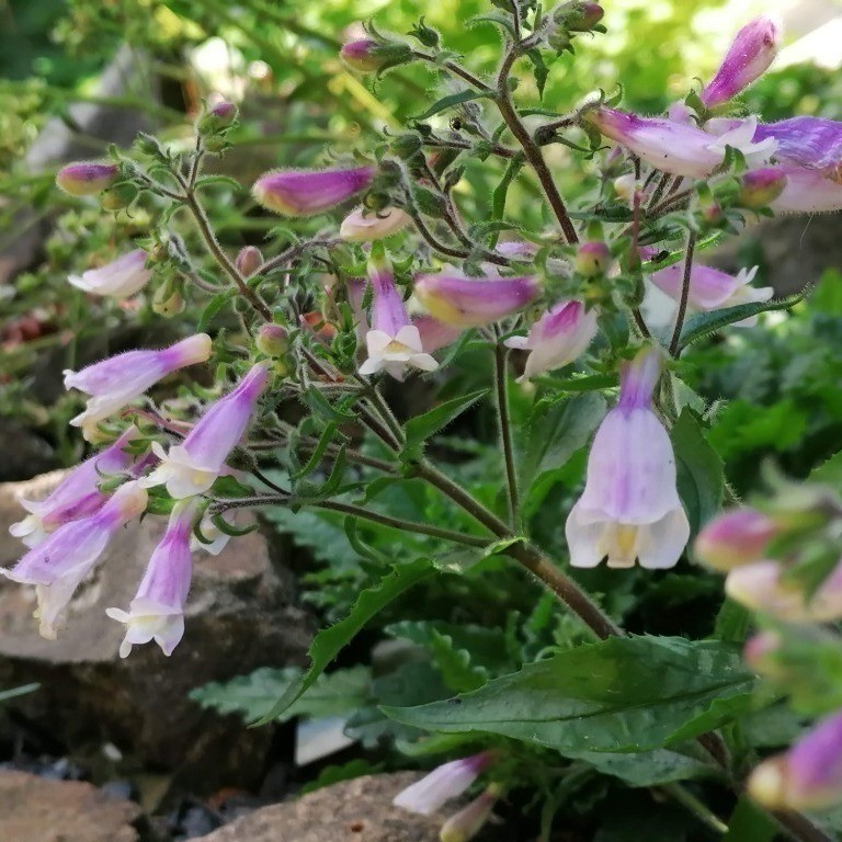 Zdjęcie rośliny: Penstemon kosmaty / Penstemon hirsutus