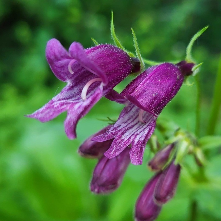 Zdjęcie rośliny: Penstemon whippleanus