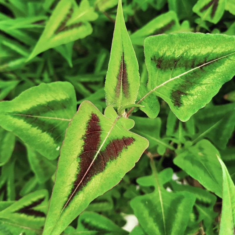 Zdjęcie rośliny: Rdest / Persicaria microcephala Purple fantasy