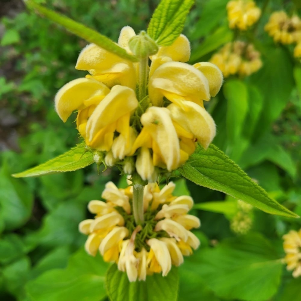 Zdjęcie rośliny: Żeleźniak Russela / Phlomis russeliana