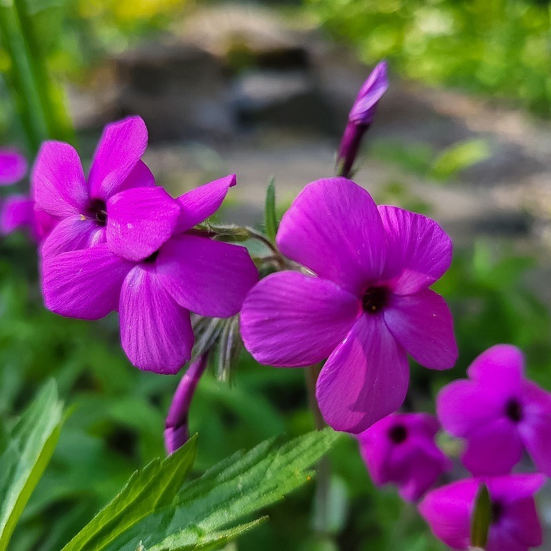 Zdjęcie rośliny: Floks rozłogowy różowy / Phlox Stolonifera