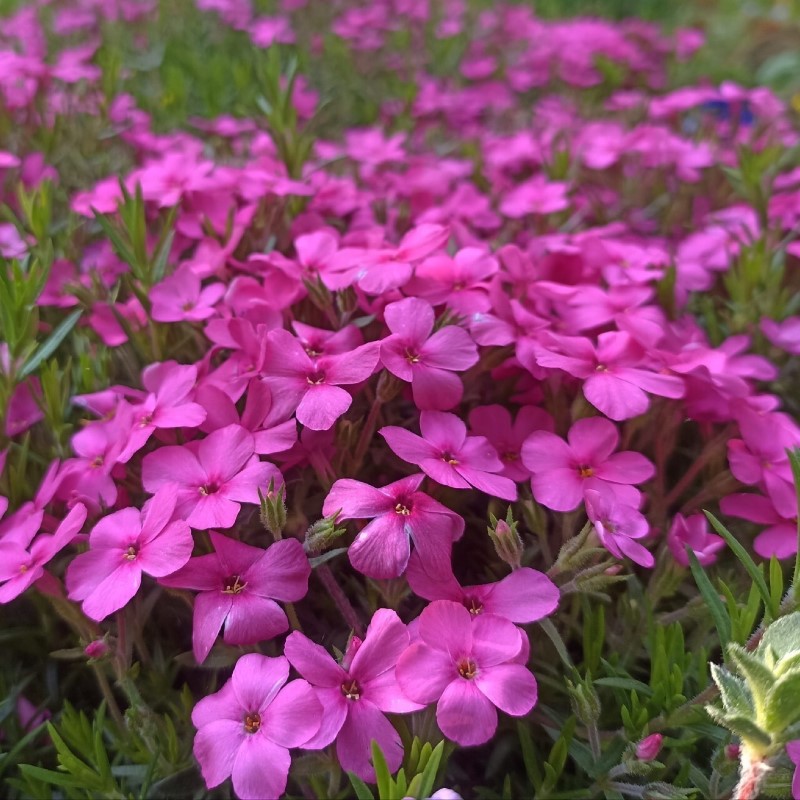 Zdjęcie rośliny: Floks Alena / Phlox subulata x douglasii