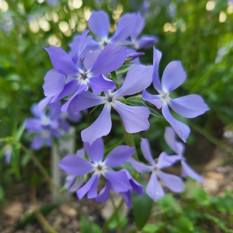 Zdjęcie rośliny: Floks kanadyjski / Phlox divaricata Blue Moon
