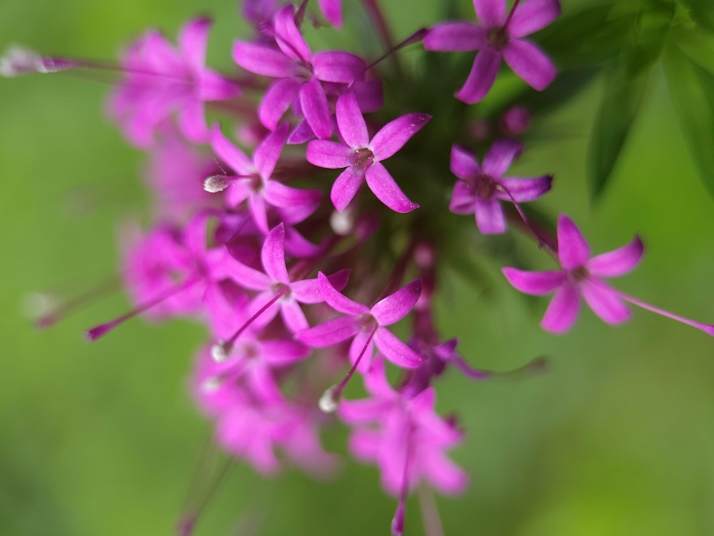 Zdjęcie rośliny: Kozłówka długoszyjkowa / Phuopsis stylosa Purpurglut