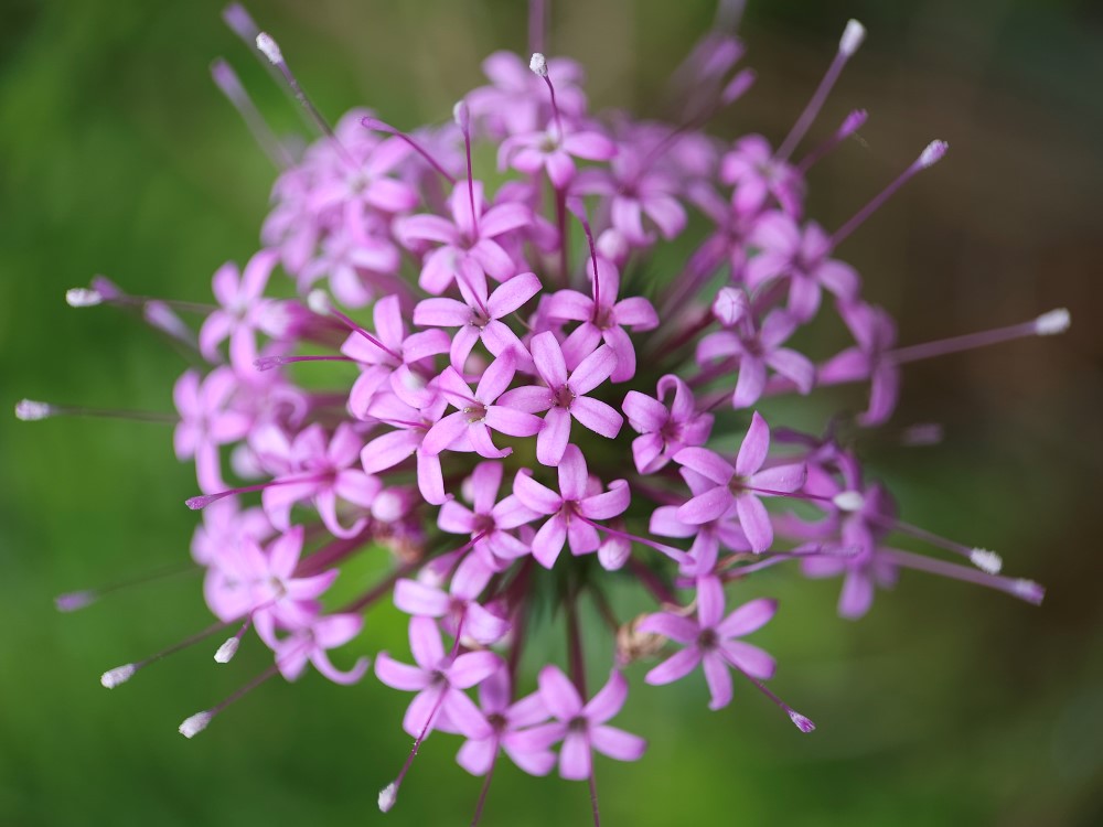 Zdjęcie rośliny: Kozłówka długoszyjkowa / Phuopsis stylosa