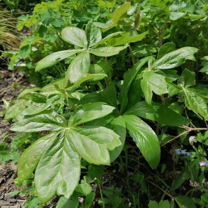 Zdjęcie rośliny: Stopkowiec, stopowiec tarczowaty / Podophyllum peltatum