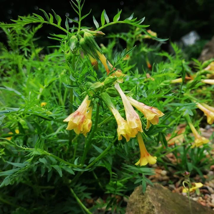 Zdjęcie rośliny: Wielosił skąpokwiatowy / Polemonium pauciflorum