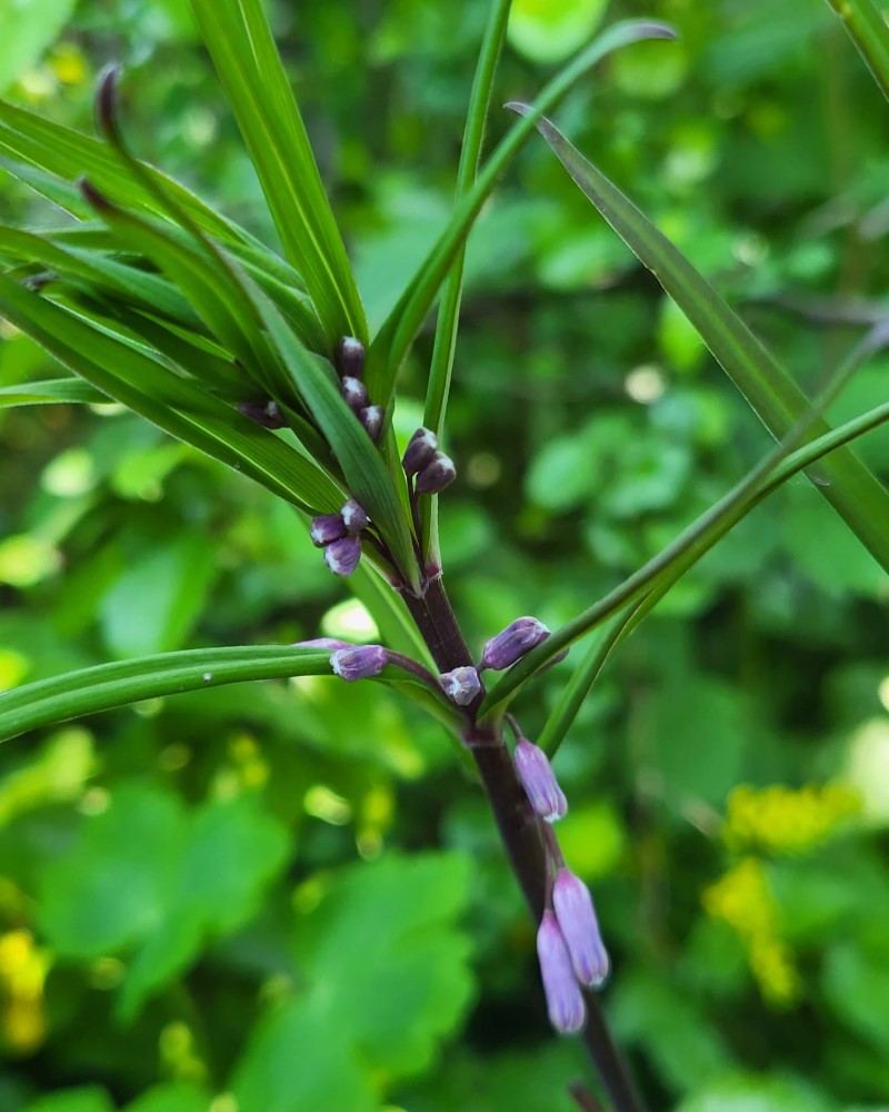 Zdjęcie rośliny: Kokoryczka krzywoszyjkowa / Polygonatum curvistylum