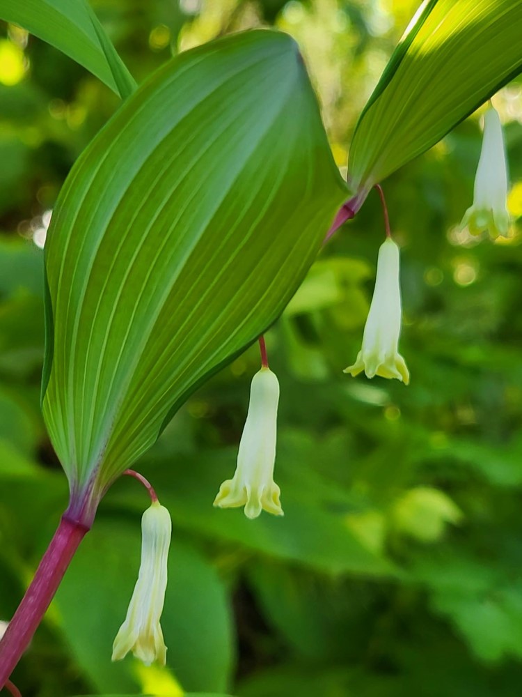 Zdjęcie rośliny: Kokoryczka wonna / Polygonatum odoratum Akajiku