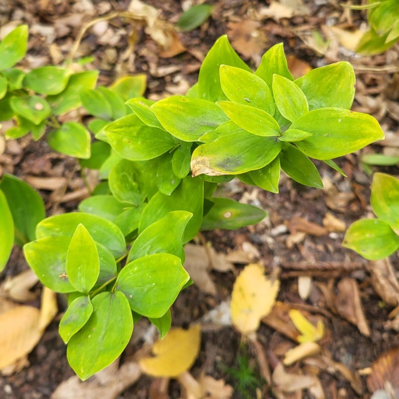 Zdjęcie rośliny: Kokoryczka wonna / Polygonatum odoratum crispa