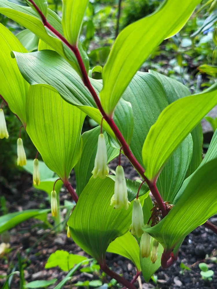 Zdjęcie rośliny: Kokoryczka wonna / Polygonatum odoratum Homura