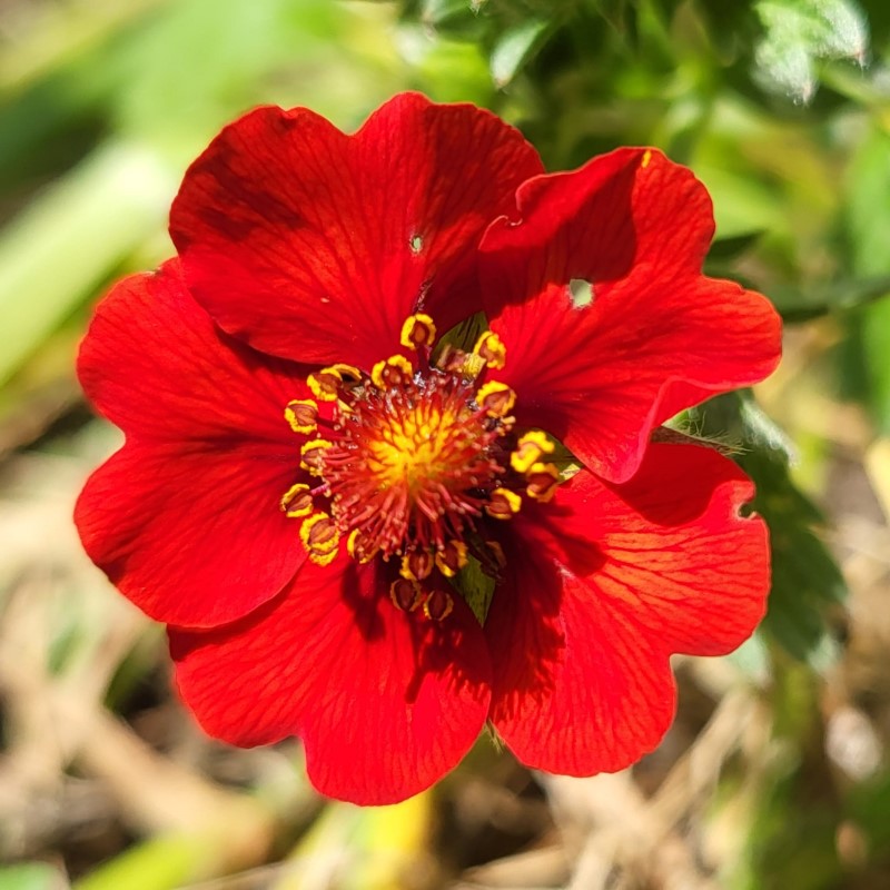 Zdjęcie rośliny: Pięciornik krwisty / Potentilla atrosanguinea