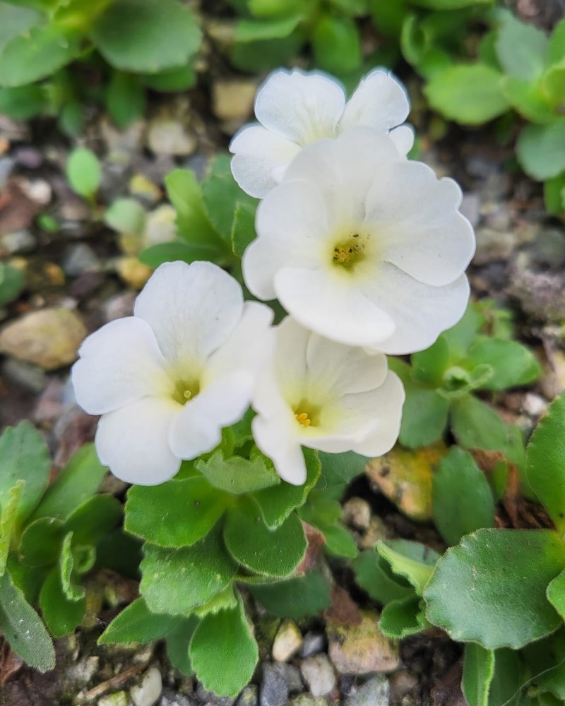 Zdjęcie rośliny: Pierwiosnek Allioniego / Primula allionii Blindsee