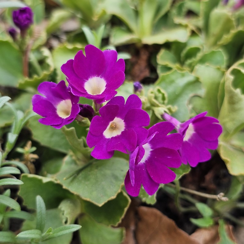 Zdjęcie rośliny: Pierwiosnek szorstki / Primula hirsuta