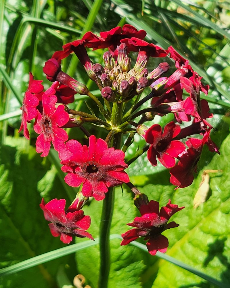 Zdjęcie rośliny: Pierwiosnek japoński / Primula japonica Miller's Crimson