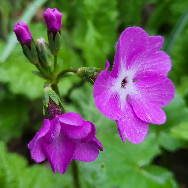 Zdjęcie rośliny: Pierwiosnek Siebolda / Primula sieboldii