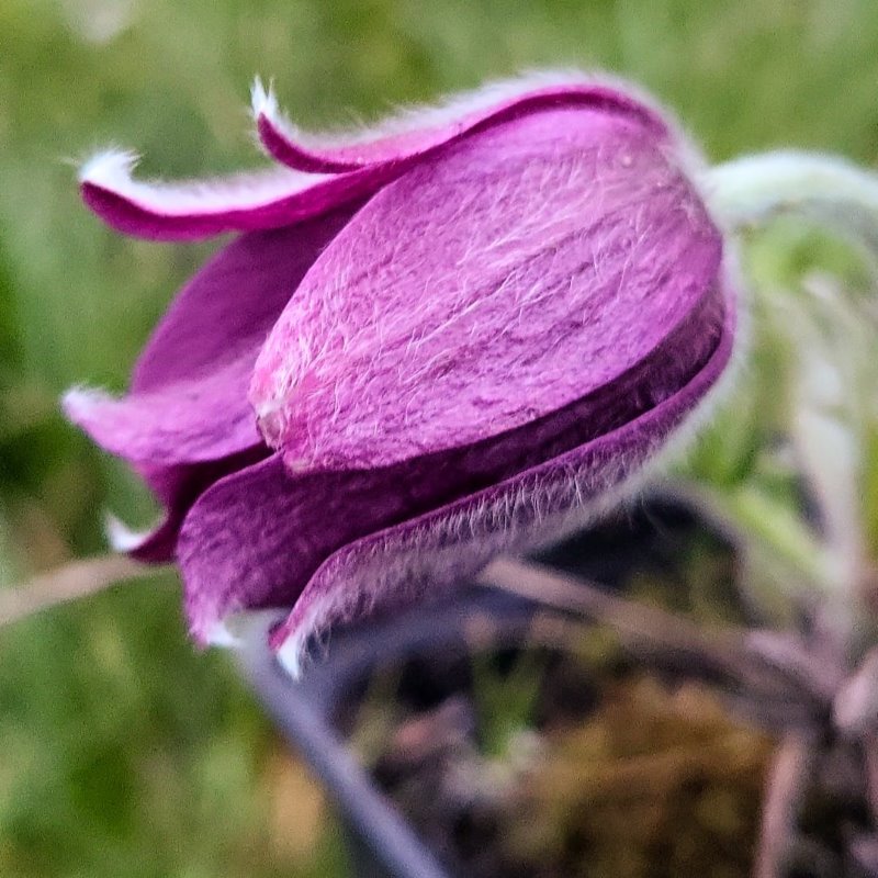 Zdjęcie rośliny: Sasanka zwyczajna / Pulsatilla vulgaris