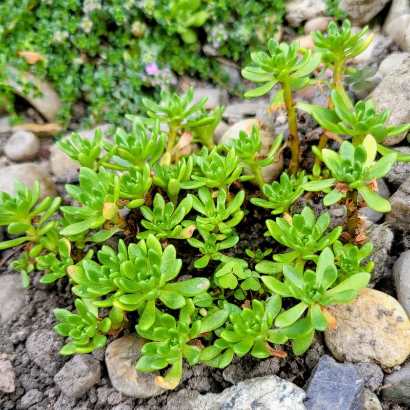 Zdjęcie rośliny: Różeniec / Rhodiola trollii
