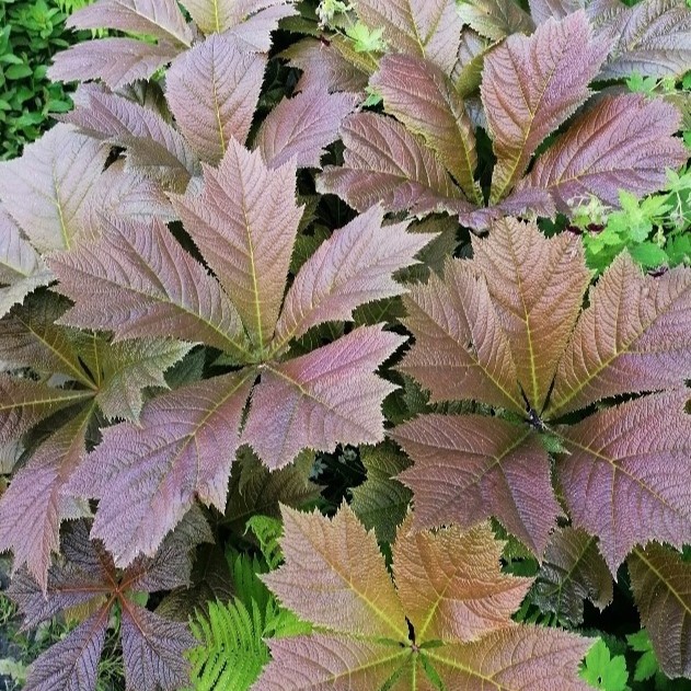 Zdjęcie rośliny: Rodgersja stopowcowa / Rodgersia podophylla