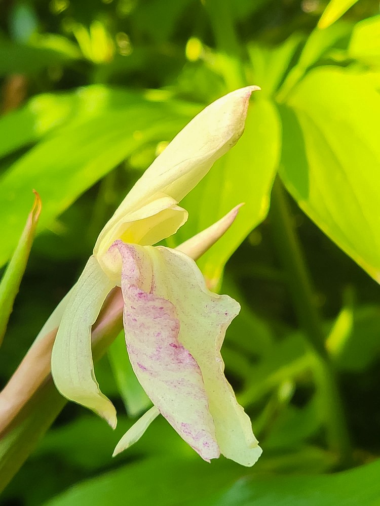 Zdjęcie rośliny: Roskea / Roscoea x beesiana