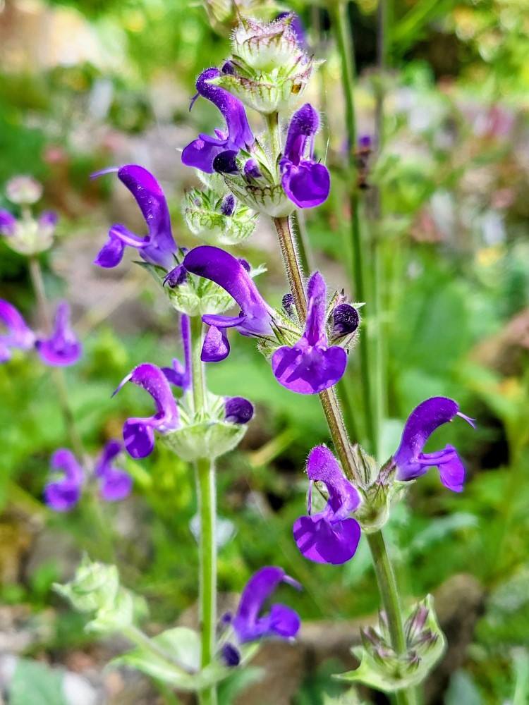 Zdjęcie rośliny: Szałwia / Salvia canescens