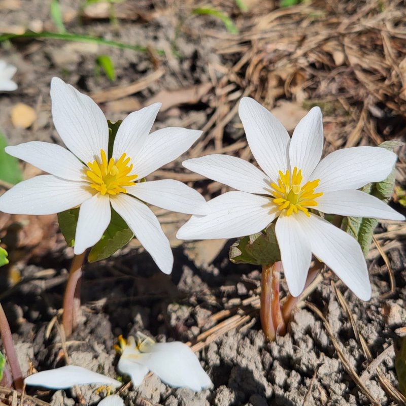 Zdjęcie rośliny: Sangwinaria kanadyjska / Sanguinaria canadensis