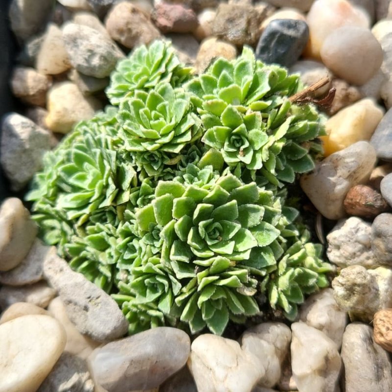 Zdjęcie rośliny: Skalnica / Saxifraga Alexandre Dumas
