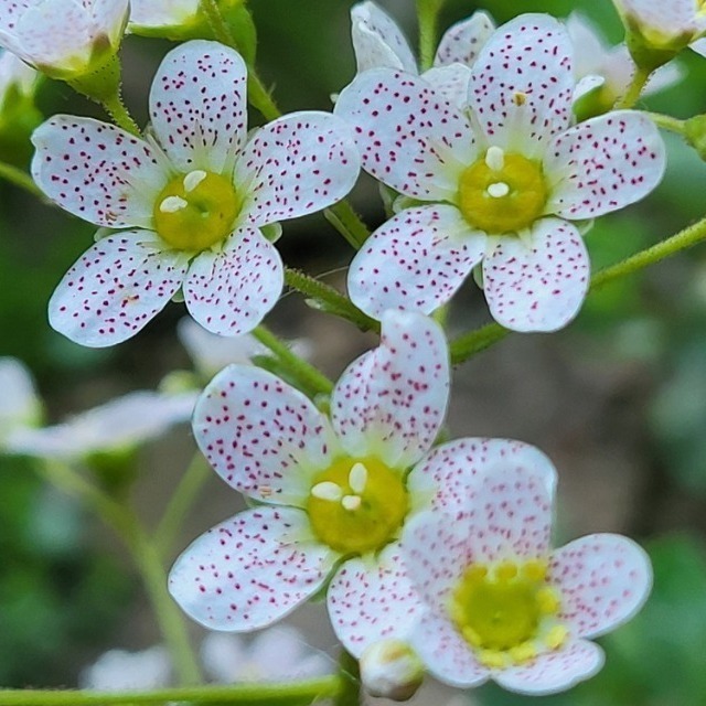 Zdjęcie rośliny: Skalnica dalmatyńska / Saxifraga Canis-dalmatica