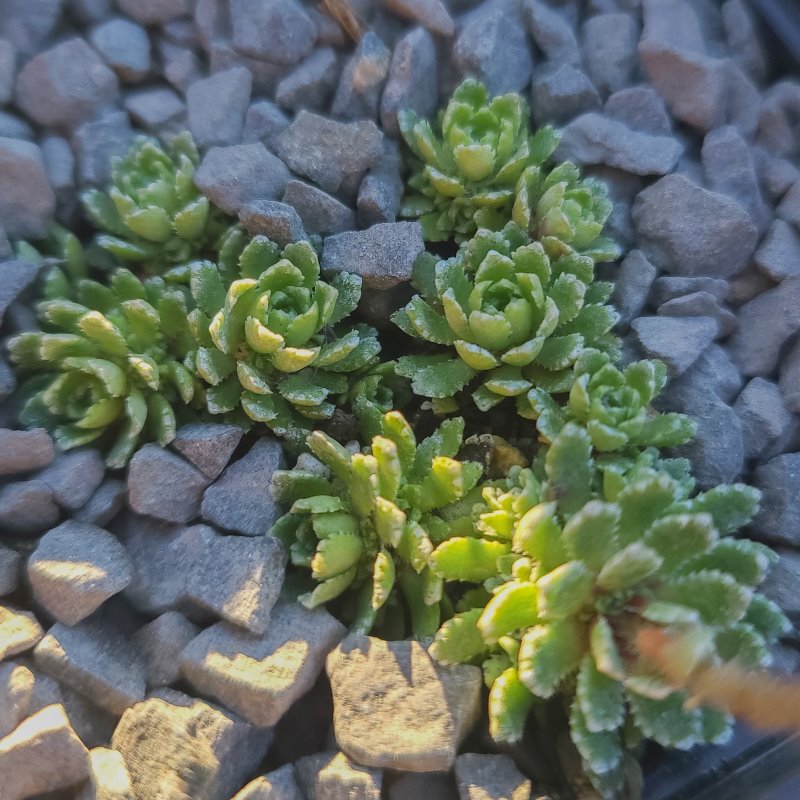 Zdjęcie rośliny: Skalnica / Saxifraga Cicero