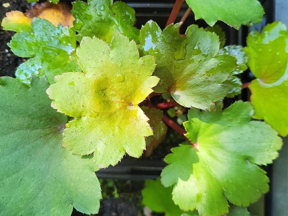 Zdjęcie rośliny: Skalnica zarzyczkolistna / Saxifraga cortusifolia