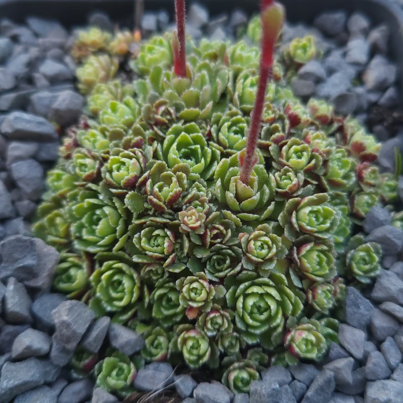 Zdjęcie rośliny: Skalnica / Saxifraga Crawler