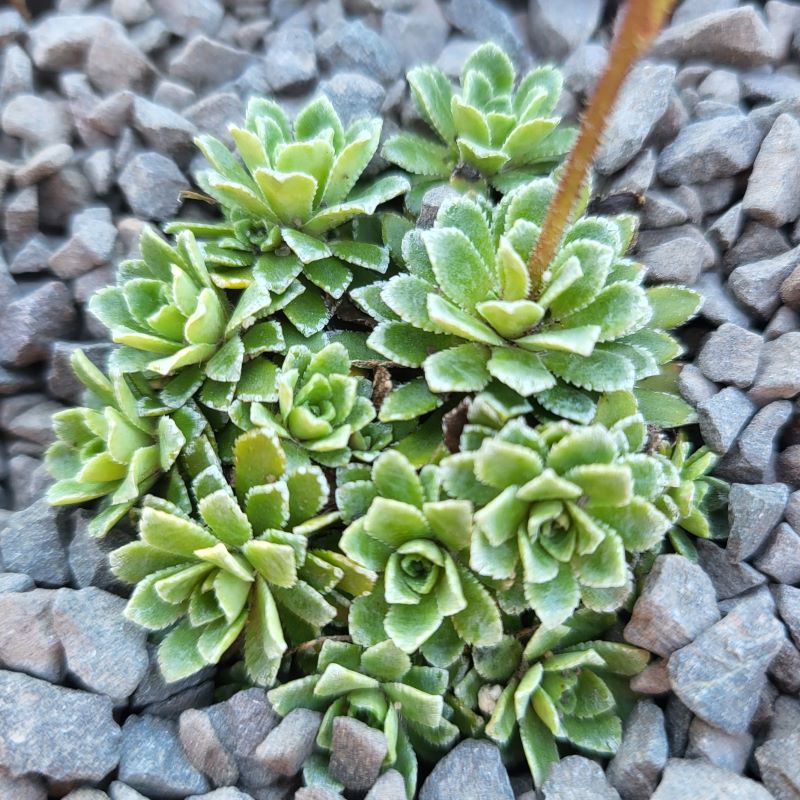 Zdjęcie rośliny: Skalnica / Saxifraga Jaromir