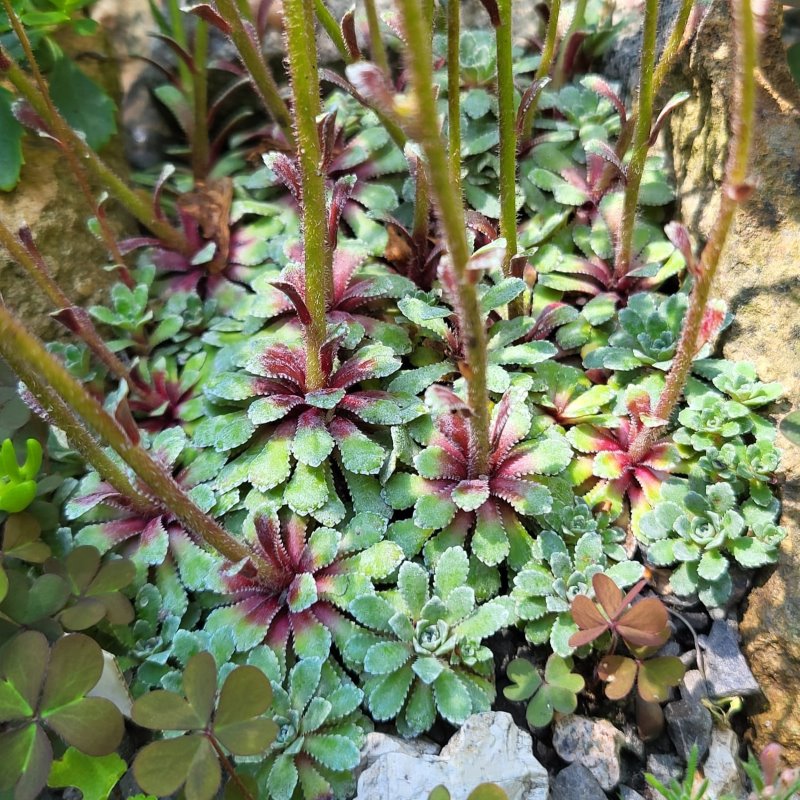 Zdjęcie rośliny: Skalnica obrzeżona / Saxifraga marginata f. purpurea