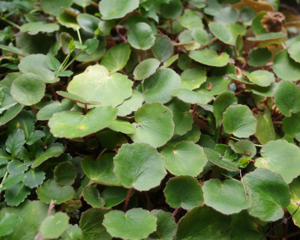 Zdjęcie rośliny: Skalnica rozłogowa / Saxifraga stolonifera Veitchiana