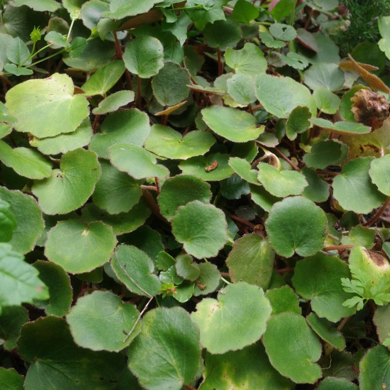 Zdjęcie rośliny: Skalnica rozłogowa / Saxifraga stolonifera Veitchiana