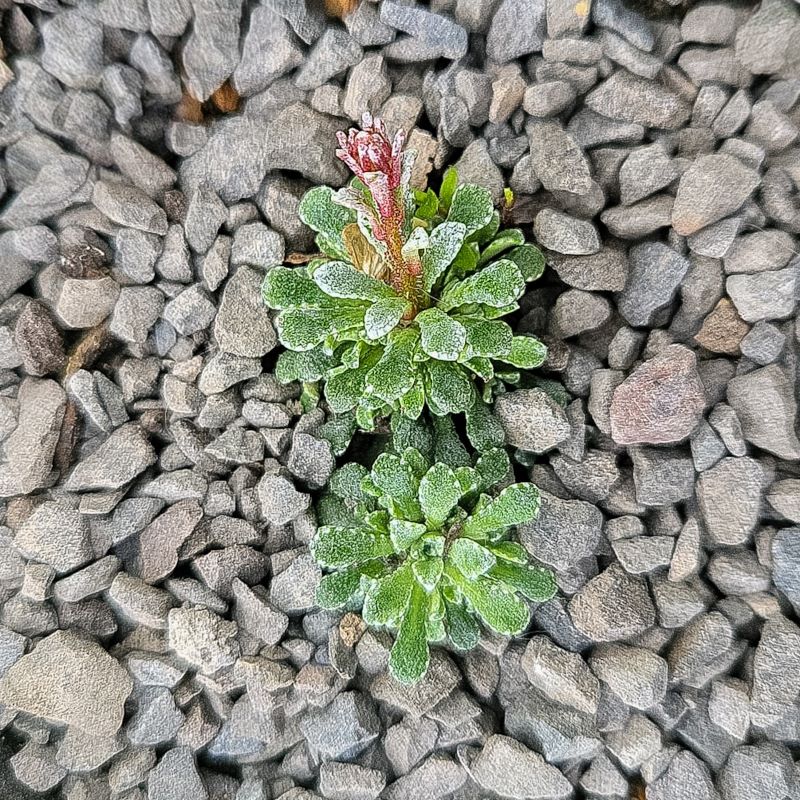 Zdjęcie rośliny: Skalnica / Saxifraga Thomas Ainsworth