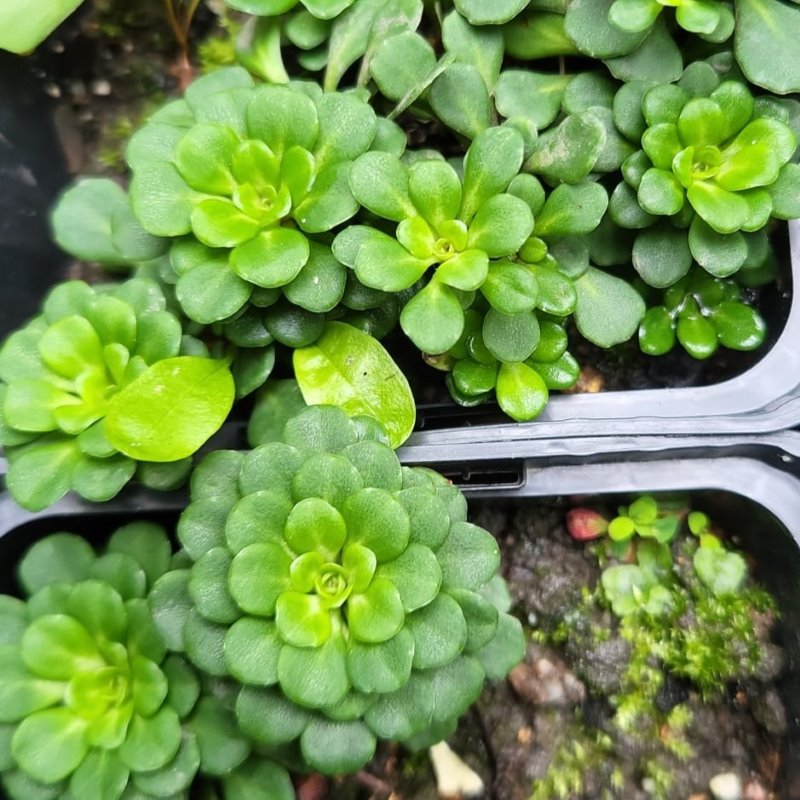 Zdjęcie rośliny: Skalnica cienista / Saxifraga x urbium var. primuloides