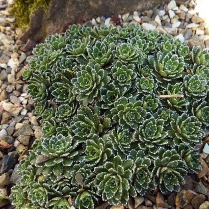 Zdjęcie rośliny: Skalnica / Saxifraga Fawlty Towers