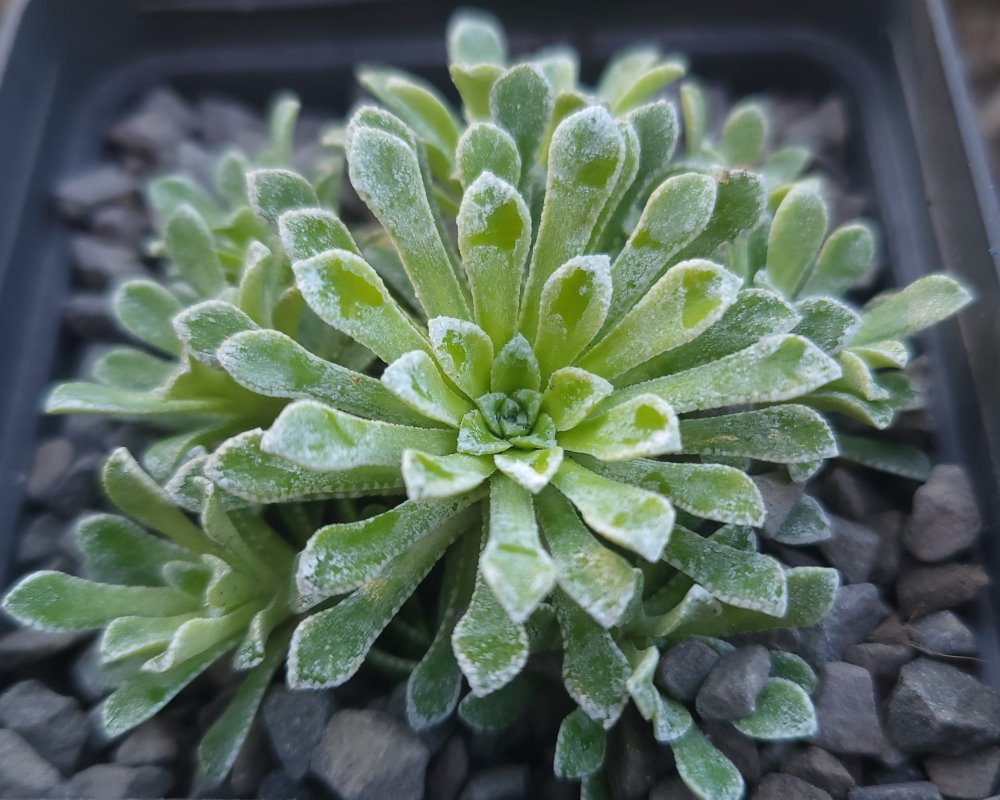 Zdjęcie rośliny: Skalnica / Saxifraga Hi Ho Silver