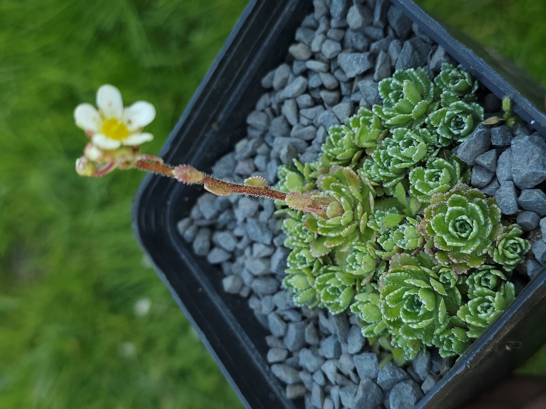 Zdjęcie rośliny: Skalnica / Saxifraga Imsterberg
