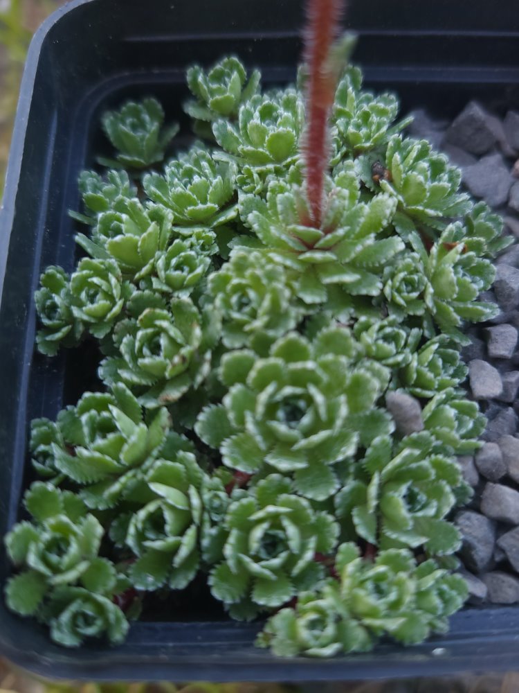 Zdjęcie rośliny: Skalnica / Saxifraga Mowgli