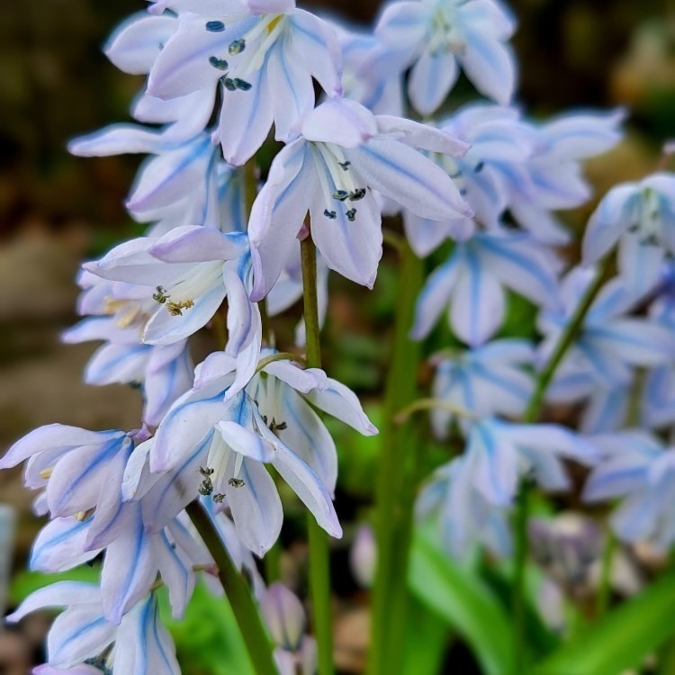 Zdjęcie rośliny: Cebulica Miszczenki (Tubergena) / Scilla mischtschenkoana Tubergeniana