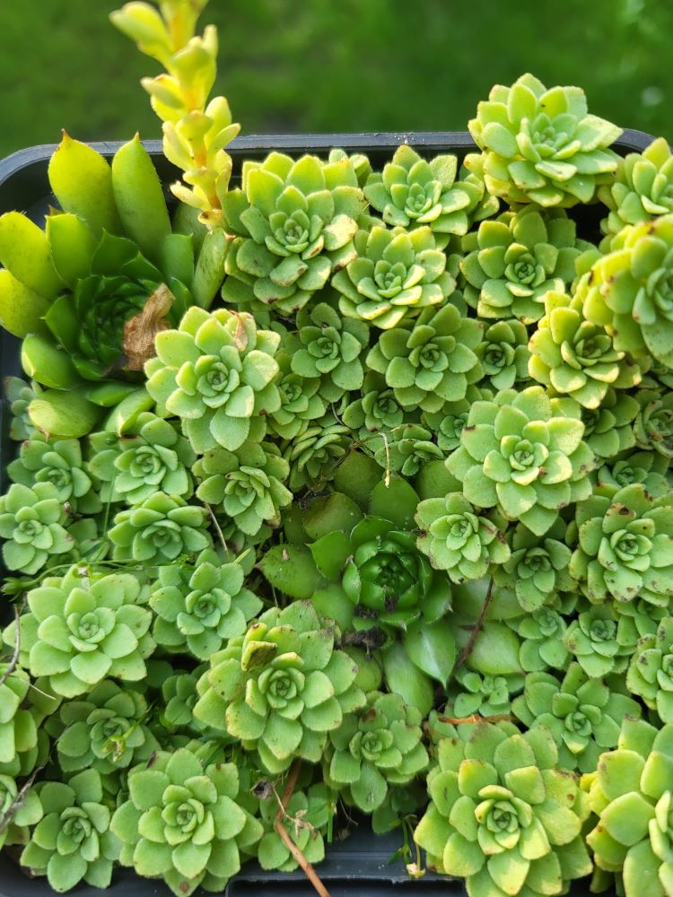 Zdjęcie rośliny: Rozchodnik trójlistny / Sedum ternatum
